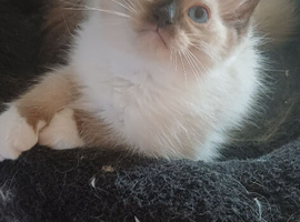 Just 3 Left Beautiful Ragdolls