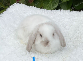 Pure bred mini lop baby rabbit.