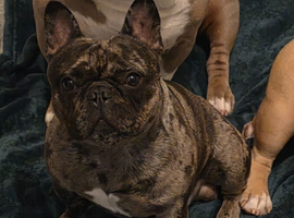Brindle merle french bulldog male