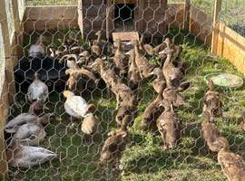 Khaki Campbell young duck groups