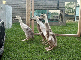 Indian Runner Ducklings
