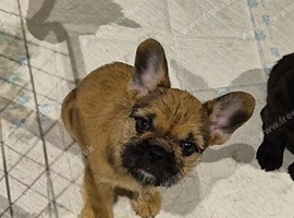 8 month old female french bulldog