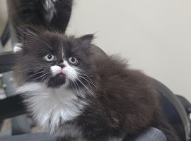 Lovely Persian Mix kittens