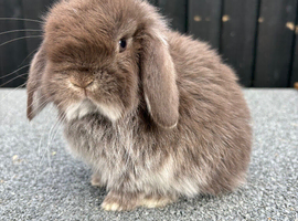 Chocolate fox mini lop boy