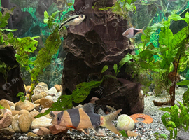 3 large clown loach for sell