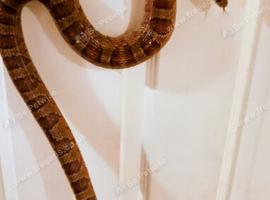 Female Normal Corn Snake approx 4.5 ft - 5 ft