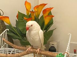 White beautiful Parakeet semi-tame Year old