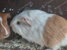 Female guinea pigs