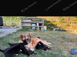 Collie puppies