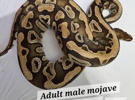 Male mojave 100% het clown