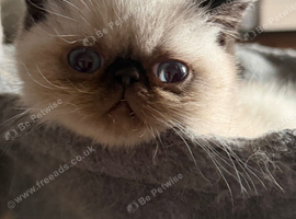 Seal Point Female Available
