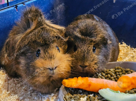 X2 Guinea Pigs