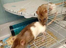 2 male rats