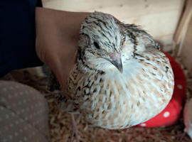 Assorted Quail lovely Colours 7 available