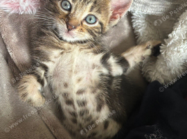 2 Bengal Girl Kittens