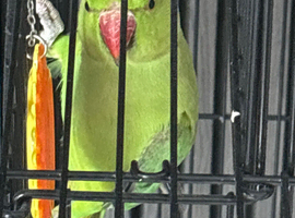 Parakeet