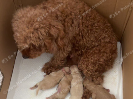 4 stunning Maltipoos puppies