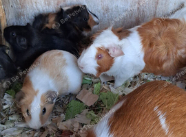 CUTE AND CUDDLY BABY GUINEA PIGS