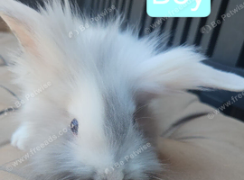 Baby lionhead last boy needs a home