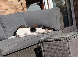 Wanted small friendly dog
