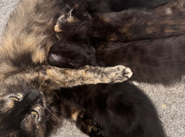 2 Girl Kittens- REDUCED TO &pound;40