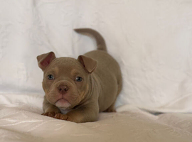 Stunning Puppies Ready for Their New Home ️