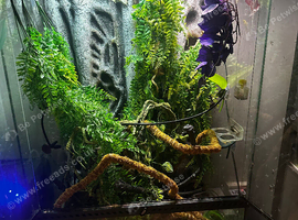 3 crested geckos in large Exo terra