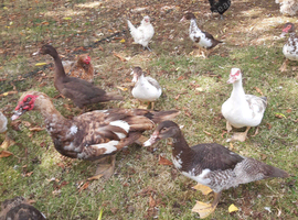 Muscovy ducks breeding pair