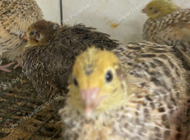 Jumbo quail chicks