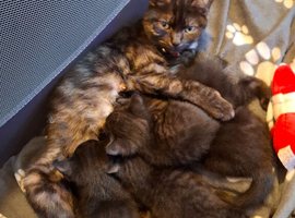 4 male kittens for sale