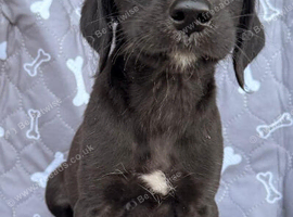 Labrador and Lurcher puppies