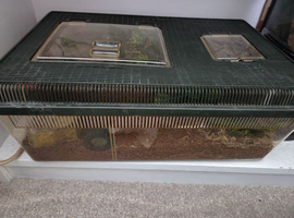 Red knee tarantula with set up