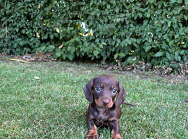 Beautiful KC smooth mini dachshund puppies