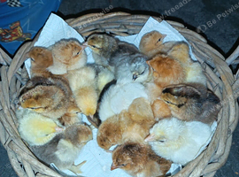 CHICKS FOR SALE