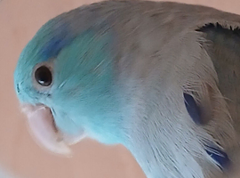 Pair of parrotlets