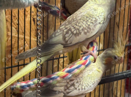 Young Cockatiels