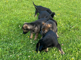 Beautiful mixed litter German shepherds
