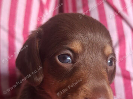 2 miniture dachshunds