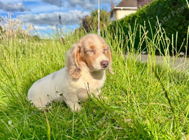 Beautiful Female Lilac Pied Long-Haired Dachshund Puppy
