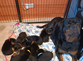 Purebred Rottweiler Puppies