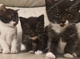 Kittens looking for homes