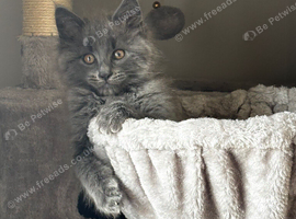 Maincoon mixed Russian blue