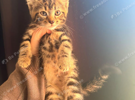 Tabby kitten