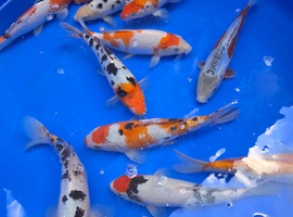 Koi carp available - bedworth cv12