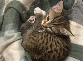 1 boy kitten 9 weeks