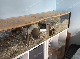 4 gerbils and ikea detolf enclosure for sale