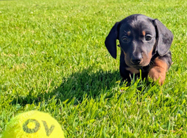 Minature Dachshund