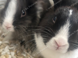 13 weeks old rabbit