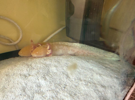 Bonded pair of Axolotls