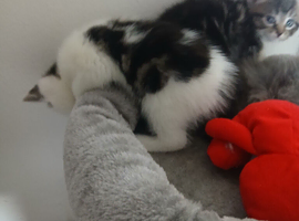 Beautiful kittens